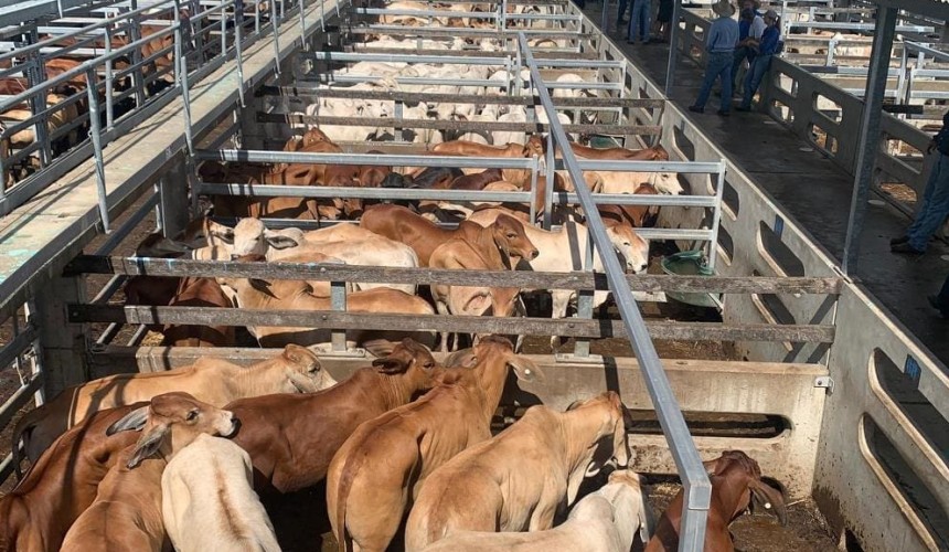 Prices buoyant in smaller rain-affected CQLX yarding