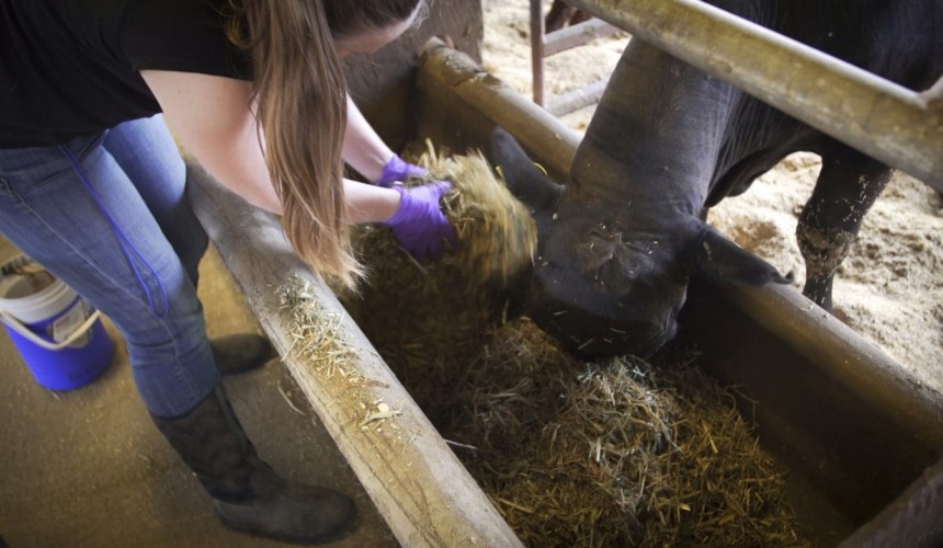 Seaweed supplements cut livestock emissions but not meat quality: Study