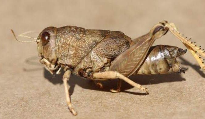 Chemical control option approved for use on grasshoppers