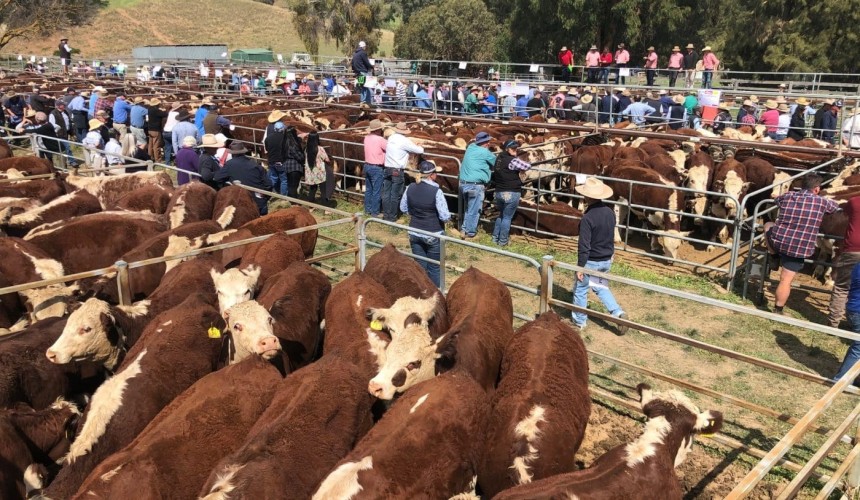 Mountain calf sales Day 2: Steers, heifers crack $2000/head | PICS + Video