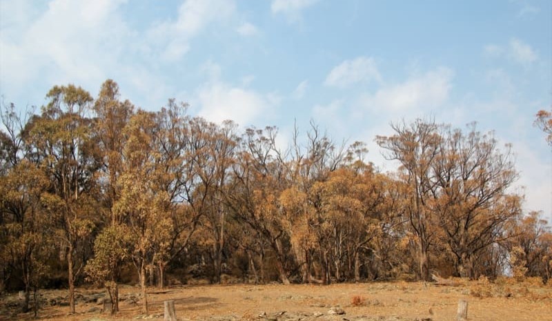 Searching for answers to millions of tree deaths
