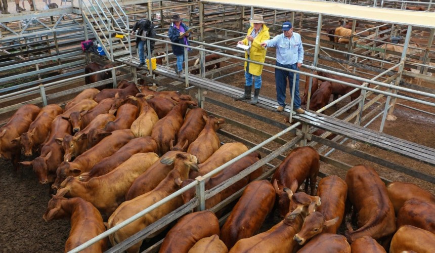 Roma store sale 13 April 2021:  Steers dominate larger yarding