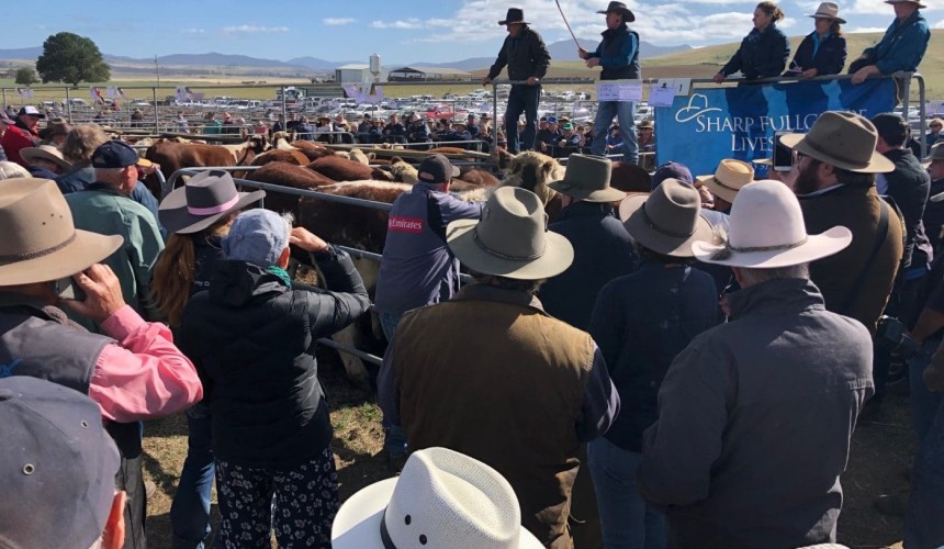 White-hot calf sales in the mountains
