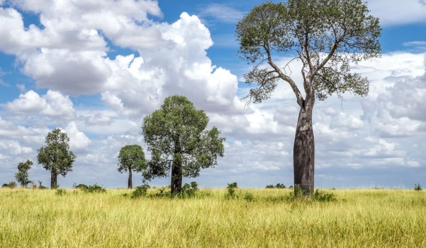 Buffel should be declared a ‘feed’ of national significance, farming groups argue