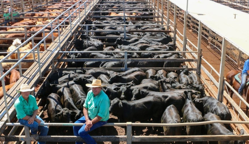Roma store sale 9 March 2021: Larger yarding meets firm demand