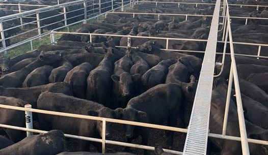 Gangbuster opening to mountain calf sales