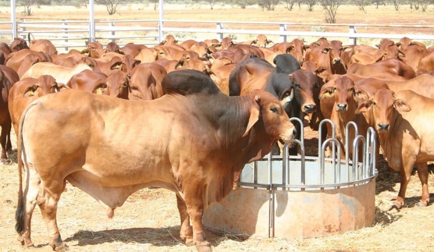 Twiggy Forrest secures Pilbara’s Chinese-owned Balfour Downs