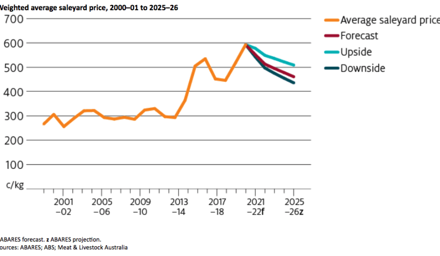Saleyard cattle prices to fall 7pc in 2021-22: ABARES