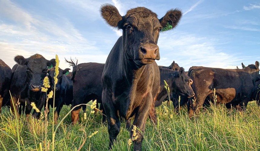 Angus Verified program adds surety over breed integrity claims
