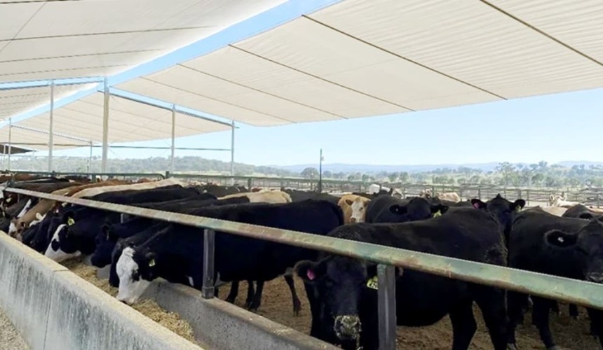 Testing two-tiered shade in southern feedlots