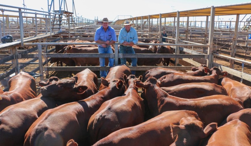 Roma store sale 2 March 2021: Prices ease in smaller yarding