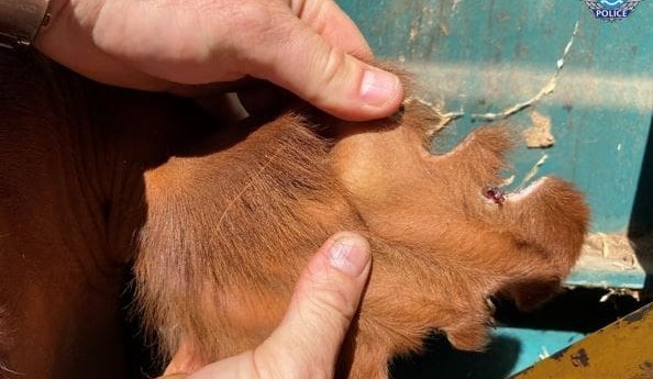 Two to face court in WA over $800,000 cattle theft