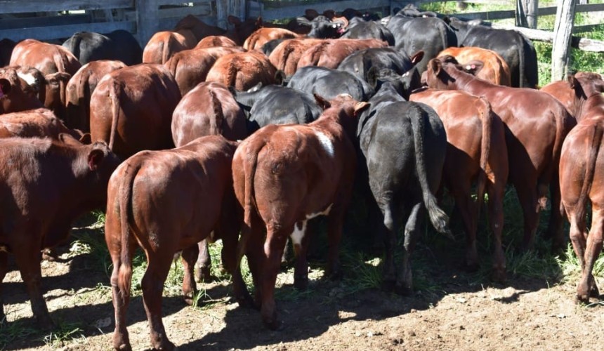 Industry ramps-up awareness, producer info tools in response to FMD threat