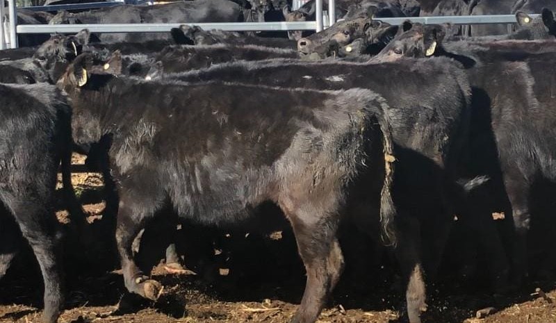 Young cattle prices surge online, including AuctionsPlus records