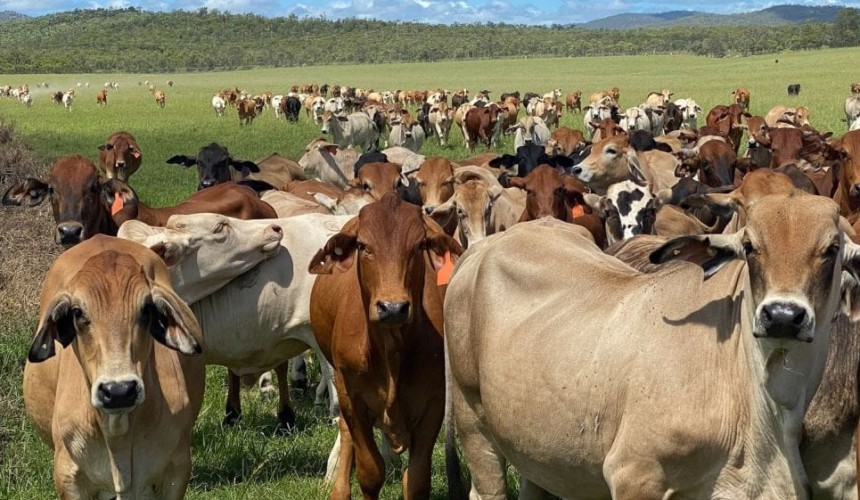High cattle values bolster MLA revenues despite low herd numbers
