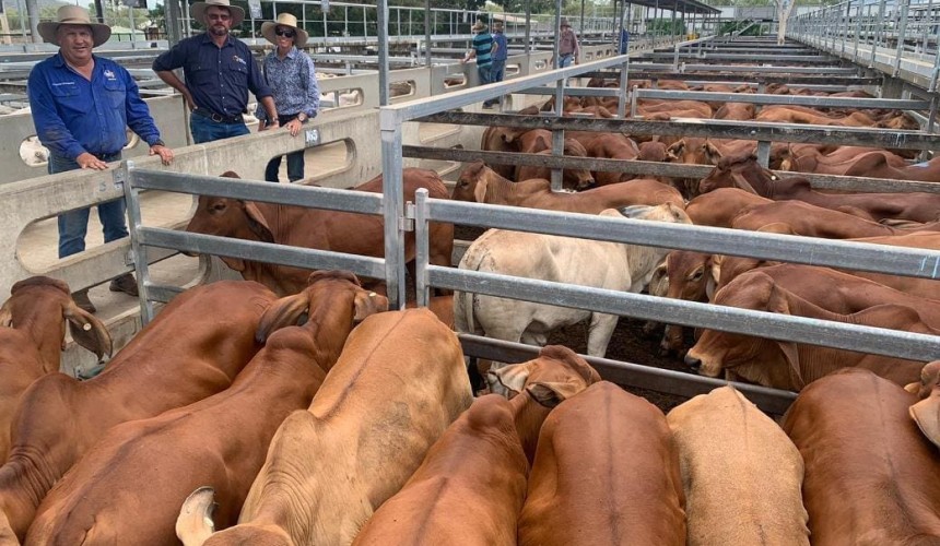Larger runs of cattle meet fierce demand at Gracemere