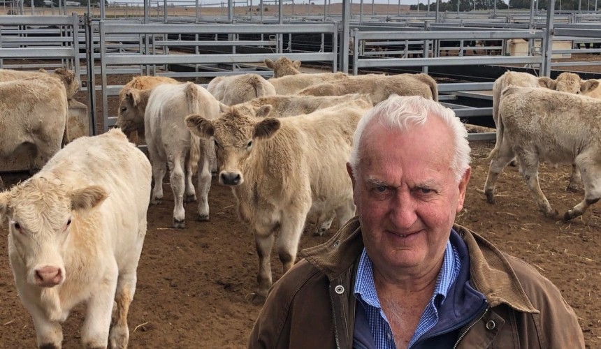 Feeder buyers sweep Ballarat yarding, lighter sales ‘outstanding’