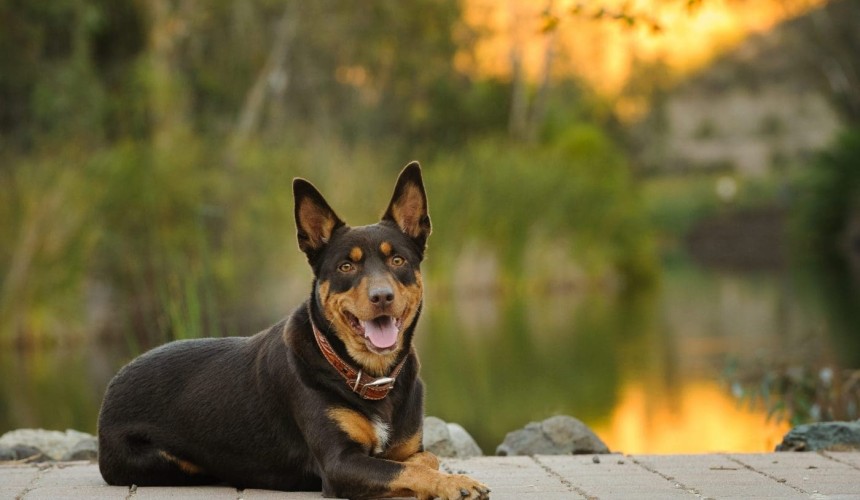 Lessons to be learnt from new dog research