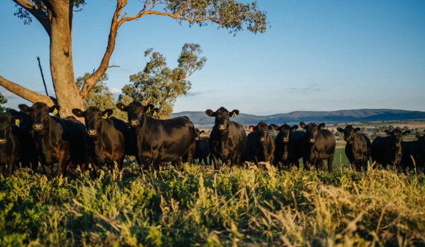 Building a highly profitable grazing business around climate change