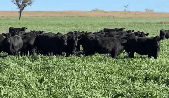 Early winter fodder crops starting to take cattle after mixed season