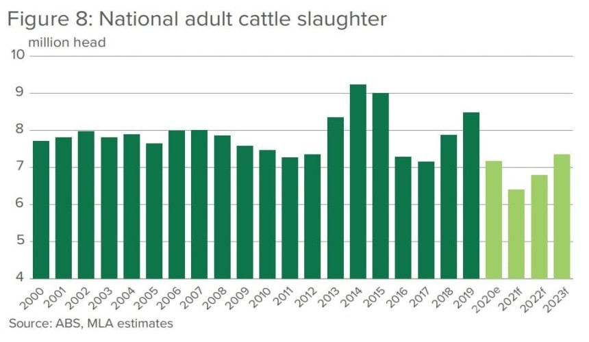 Cattle slaughter projected to hit lowest level in 36 years