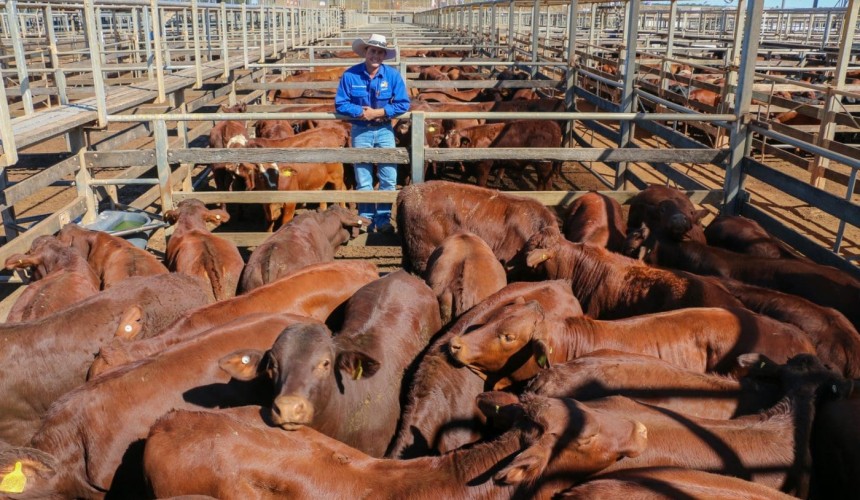 Roma store sale 11 May 2021: Northern restockers compete for larger yarding