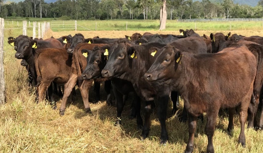 Wagyu breeders launch ambitious new ten-year progeny test program