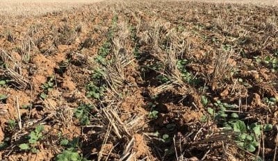 Feedgrain Focus: Sorghum shorts pre-occupy north