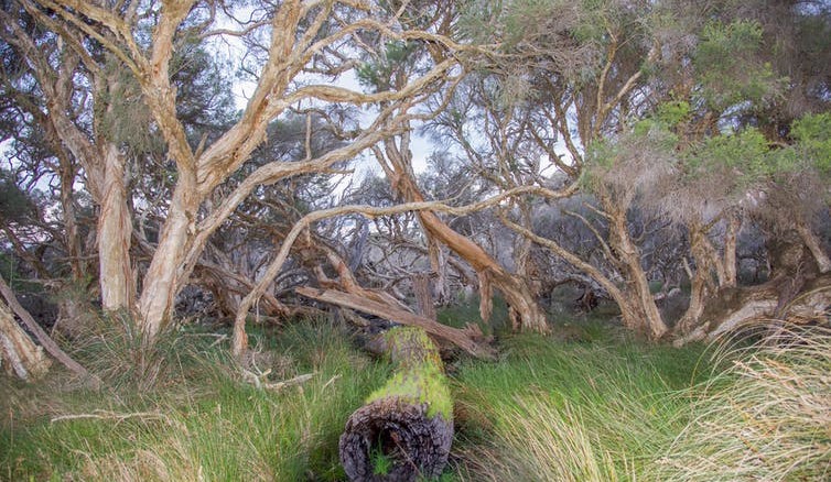 Wait, trees emit methane?