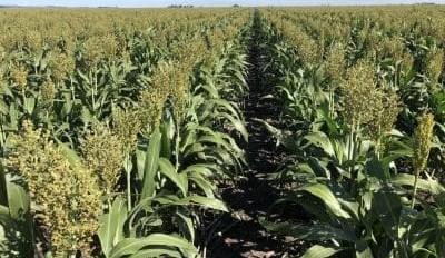 Feedgrain Focus: Quality issues impact north