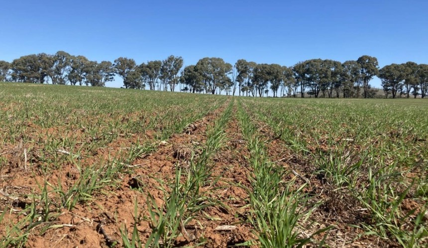 Feedgrain Focus: Prices soften despite subdued selling