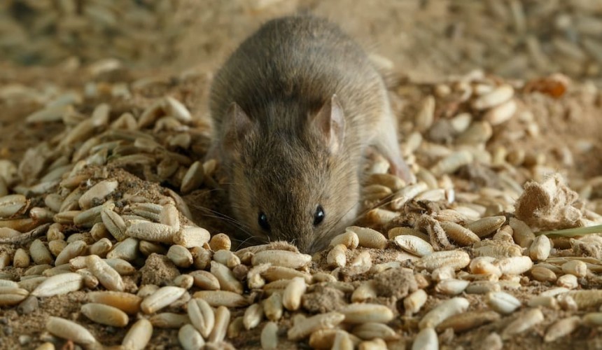 Powerful poison, winter chill hold key to ending mouse plague
