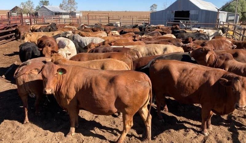 Online numbers back 15pc, as heavier steers decline in value