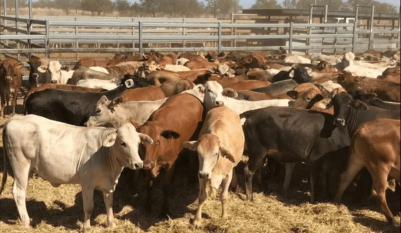 Northern saleyards see significant investment, autumn bull sales planned
