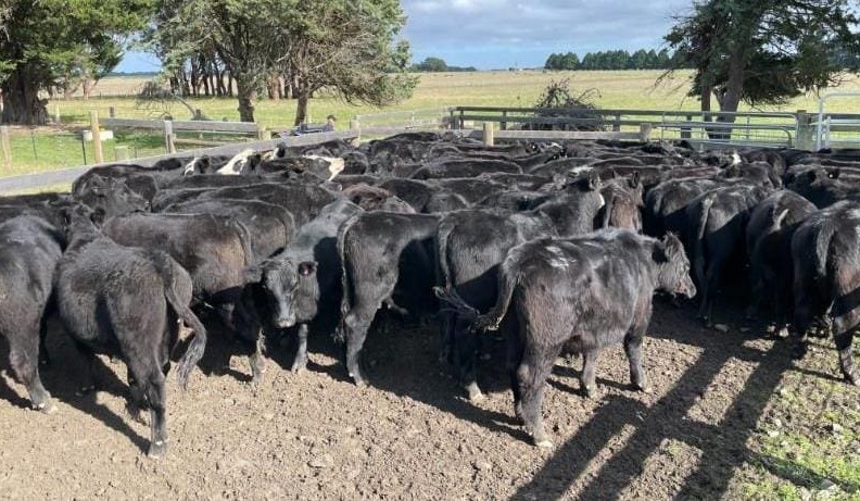 Online sales: Breeding stock fall in value in smaller 16,425 head AuctionsPlus offering; replacement heifers $2125 on Stocklive