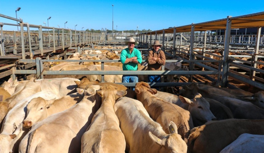 Roma store sale 1 June 2021: Prices firm for steers while heifers ease