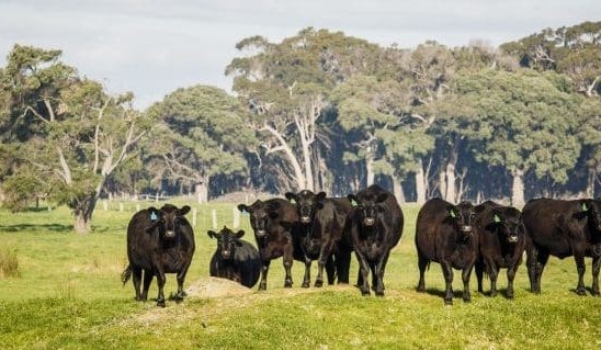 Grant applications reminder for WA cattle biosecurity projects