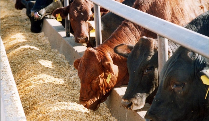 Beef 2021: Lotfeeders ‘double whammy’ not over yet