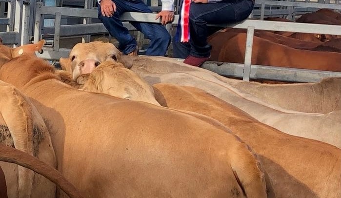 Beef 2021: Led steers, prime cattle entries showcase the opportunities for Australian cattle