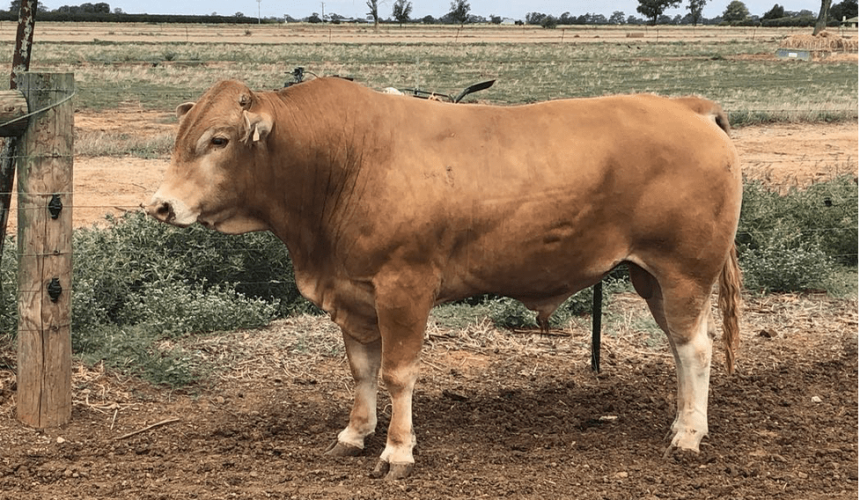 Can genomics provide a ‘shortcut’ for smaller breeds?