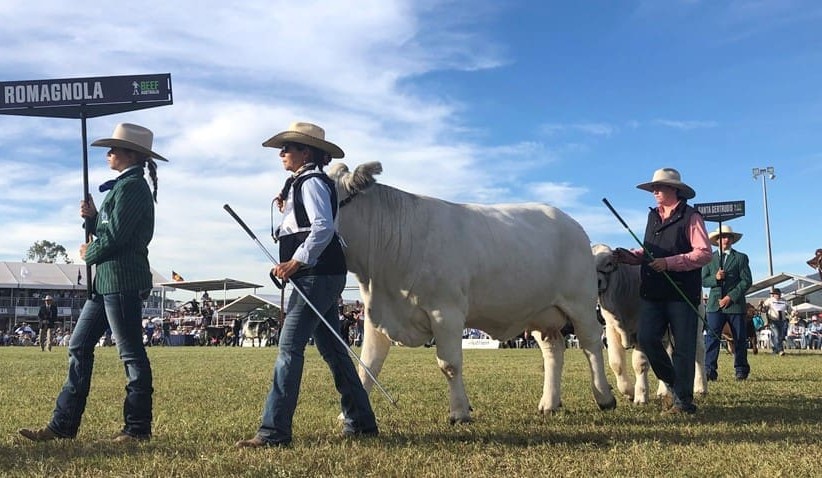 Beef 2021: Shorthorns, Charolais and Brahmans share interbreed crowns