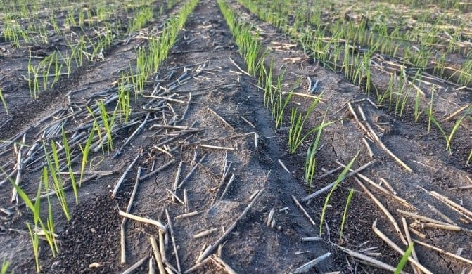 Feedgrain Focus: Damp north, dry south support prices