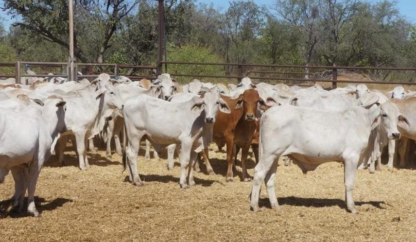 Southern rain further supports heavier steer and heifer market online