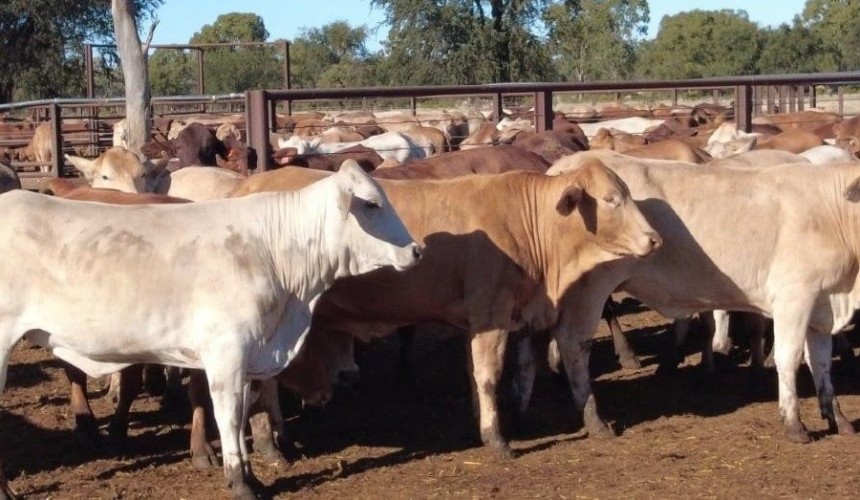 Young cattle clearance rates remain high in online trading