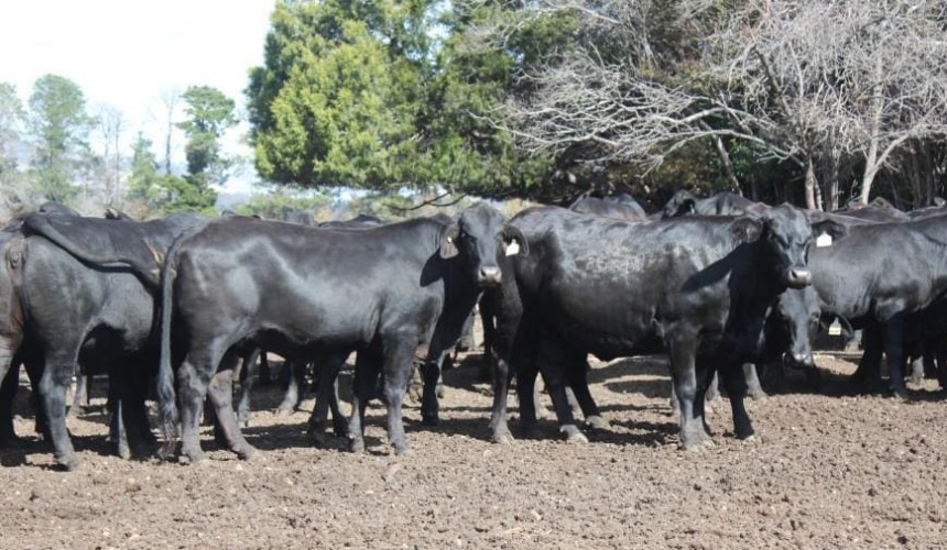 Heavier steers and heifer prices decline, while lighter lines lift in online trading