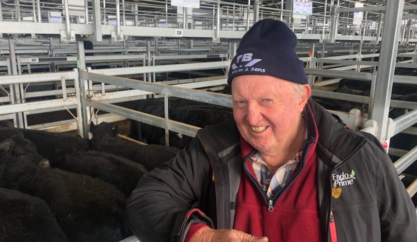 Biggest rises for heaviest cattle as strong southern market gains momentum at Ballarat