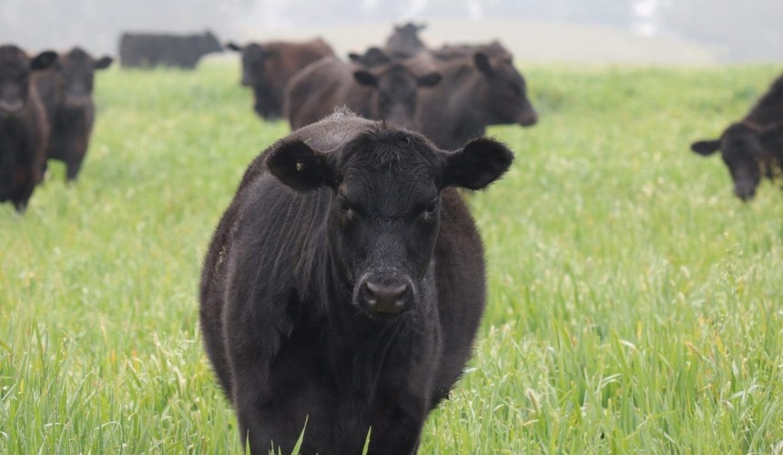 Graham Centre Livestock Forum scheduled for Friday, 30 July
