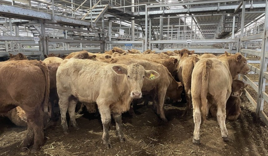 Market loses some of its zip in Covid-restricted NVLX Wodonga sale