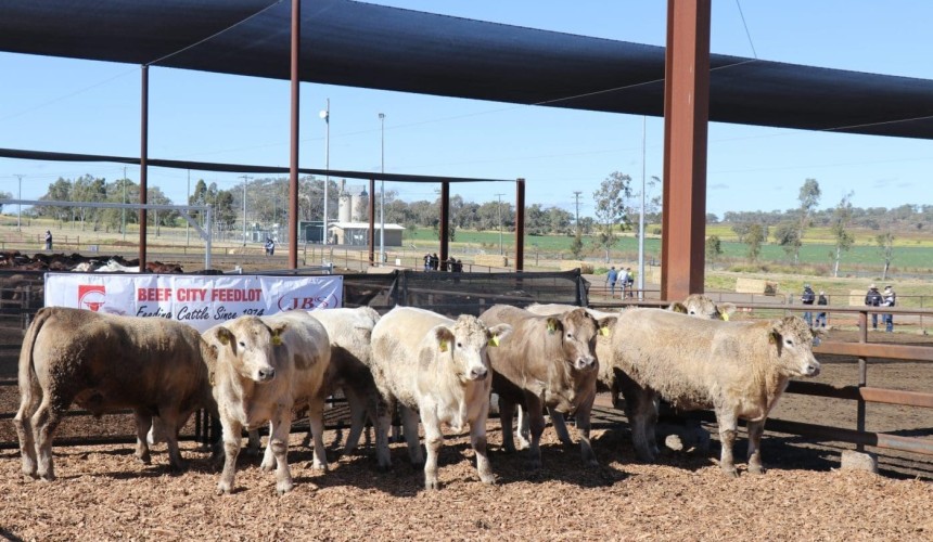 Prestigious RNA cattle competition returns