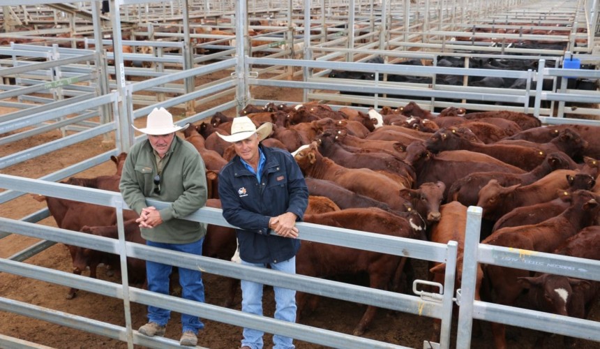 Roma store sale 15 June: Smaller yardings continue with 4088 head offered